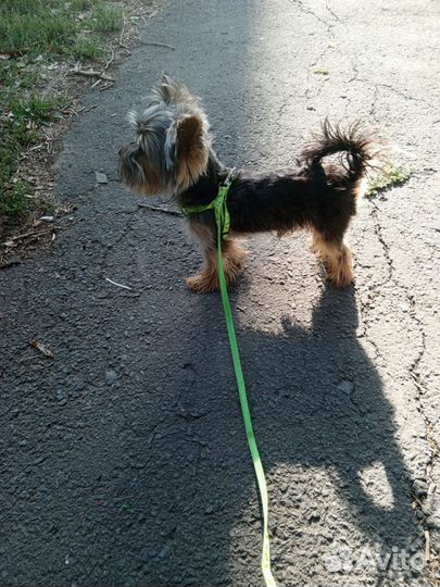 Йоркширский терьер мини