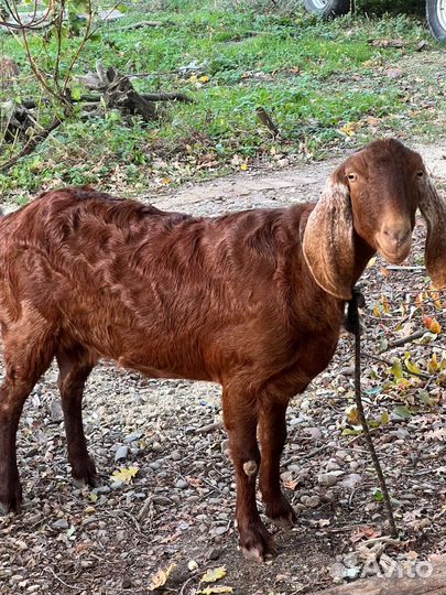 Нубийская коза 100%