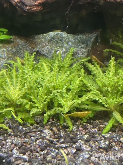 Креветки neocardina желтые