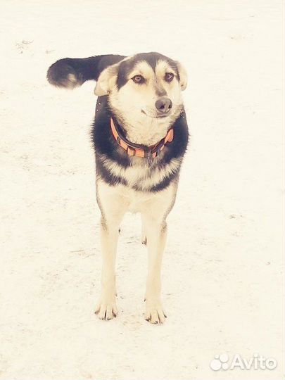 Лолита ищет дом