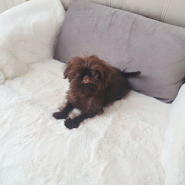 Брюссельский гриффон, щенок