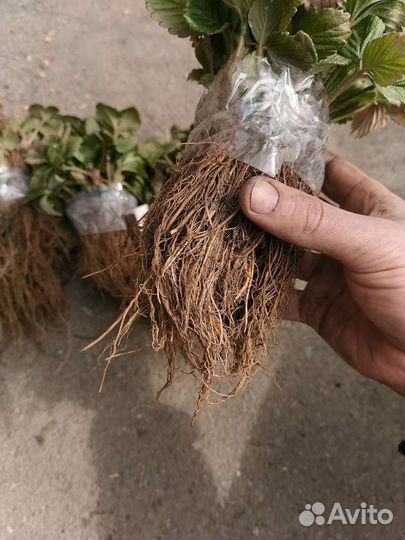 Рассада клубники Азия