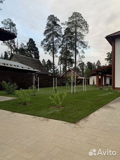 Рулонный газон 