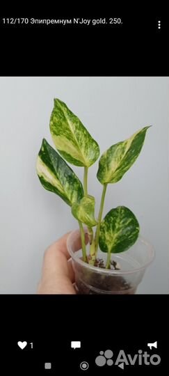 Разные растения