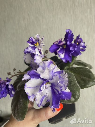 Сортовые фиалки