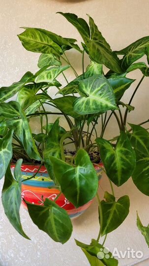 Комнатные растения