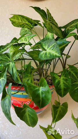 Комнатные растения