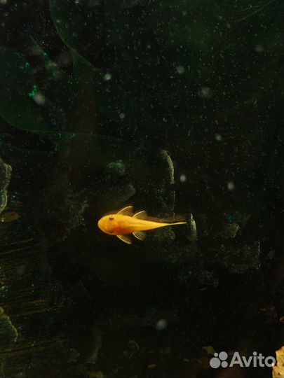 Продам сомиков анциструс Супер Рэд