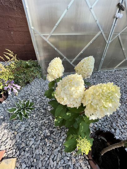 Дом 233,4 м² на участке 5,8 сот.