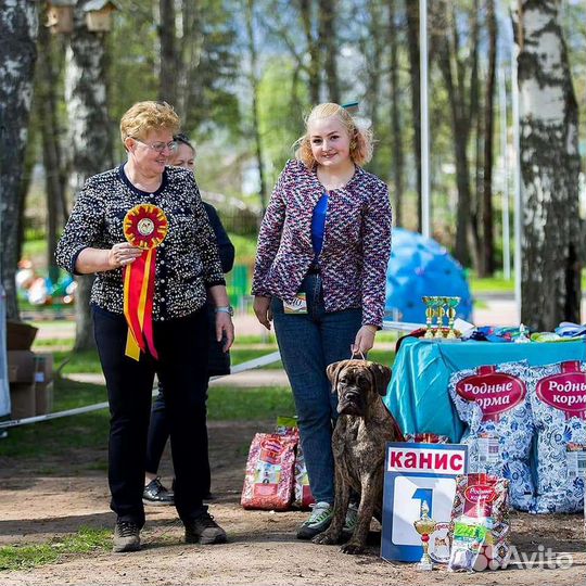 Дрессировка, выгул, передержка, услуги хендлера