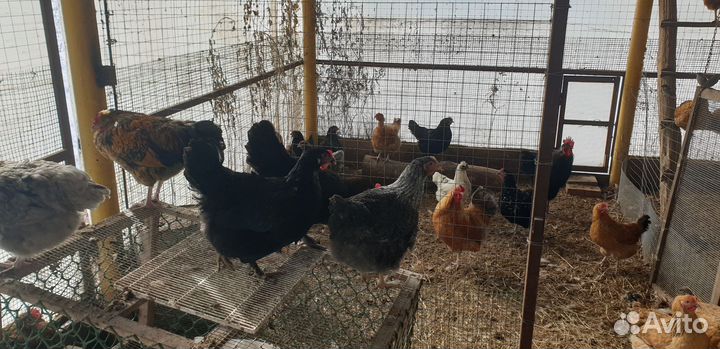 Куры несушки и Петухи домашние