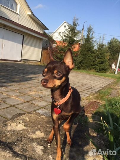 Вязка той терьер мини