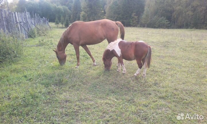 Пони. Продажа. Обмен
