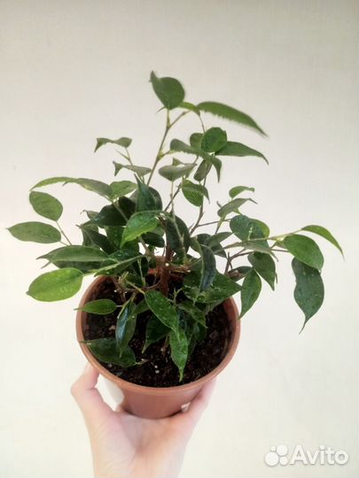 Фикус бенджамина