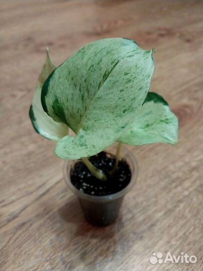 Эпипремнум Хэппи Лив