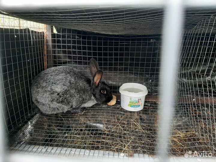 Кролики мясных пород