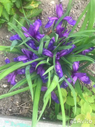 Ирис, касатик