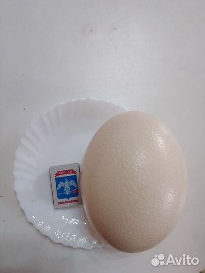 Яйцо страуса