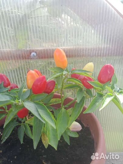 Перец комнатный острый