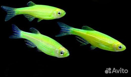 Для аквариума: рыбки, улитки, креветки, растения