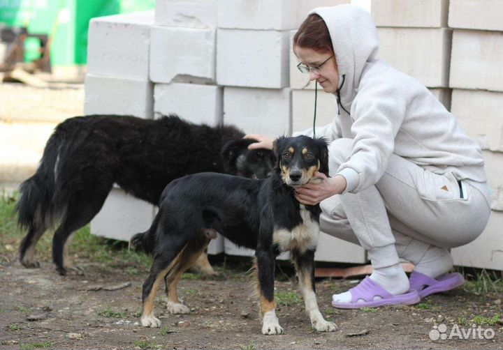 Хотят найти дом две замечательные собаки