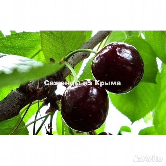 Саженцы Вишни Чернокорка