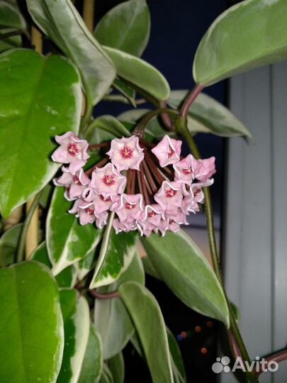 Хойи (много) и др. растения