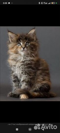 Котики мейн-кун