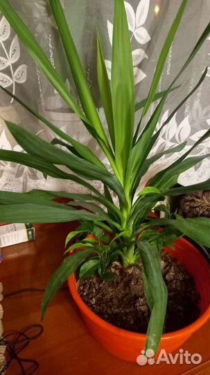 Пальма юкка