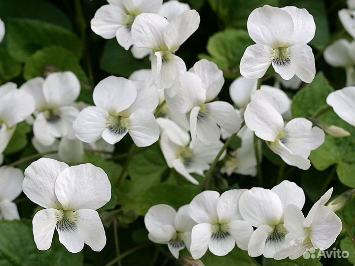 Садовые растения и саженцы декоративного перца