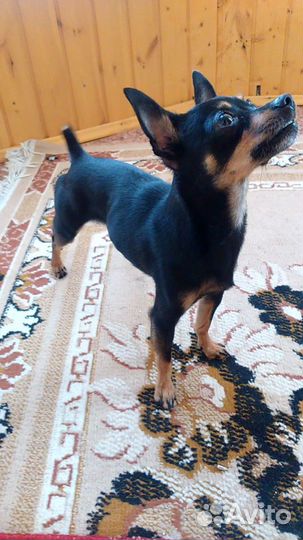 Вязка, той-терьер