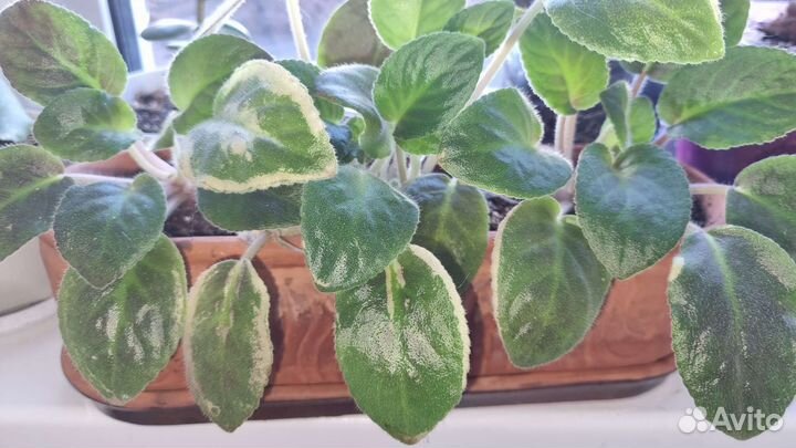 Мини фиалки