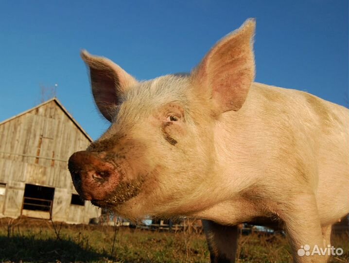 Семя хряков