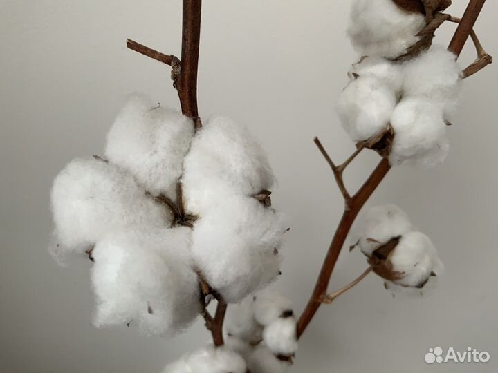 Сухоцветы: хлопок, зайцехвост