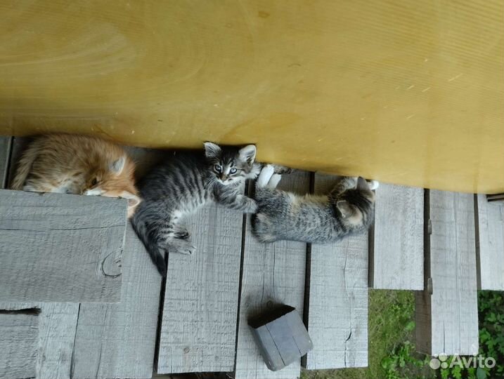 Отдам в добрые руки