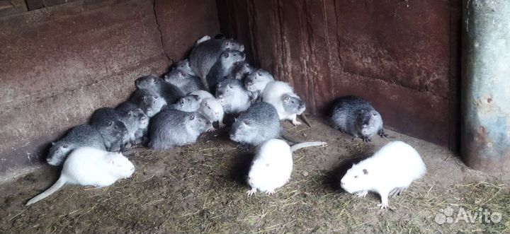 Нутрии продать