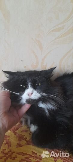 Василиса в добрые руки