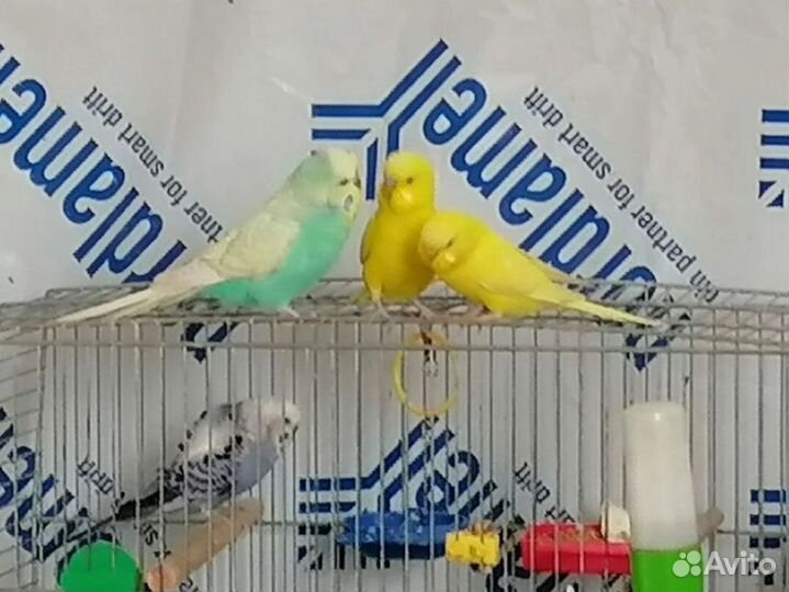 Птенчики попугаев молодые пары чехов