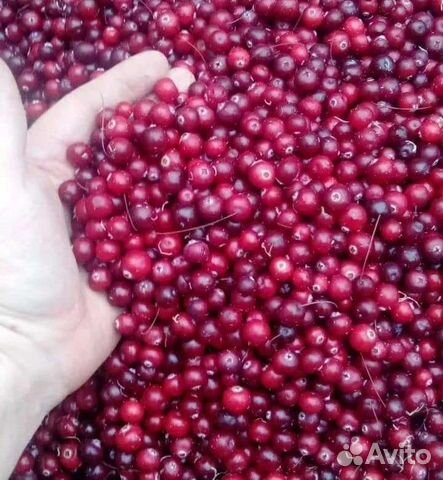 Клюква внутри как выглядит Клюква свежая купить в Ярославле Товары для дома и дачи Авито