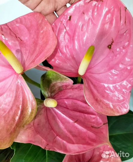 Антуриум, мужское счастье