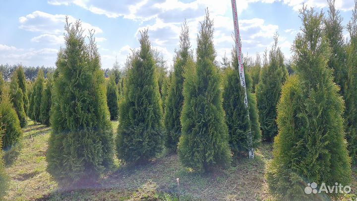Туя экстра Смарагд 140-160см