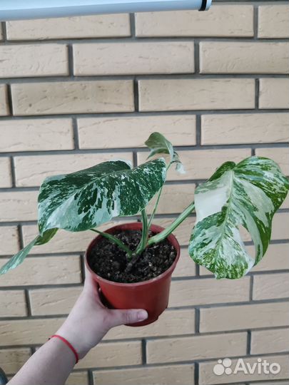 Монстера вариегатная Альба