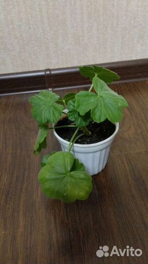 Пеларгония розебудная