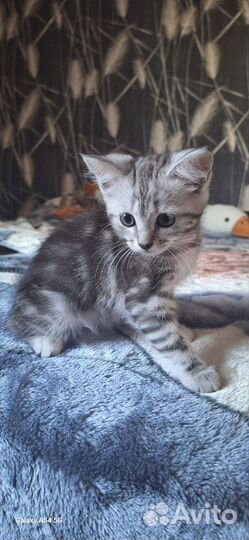 Котенок британка