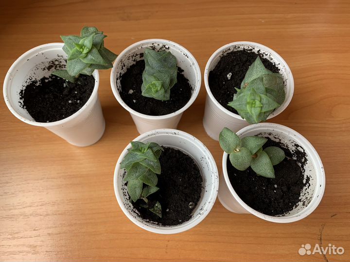 Крассула перфората суккулент