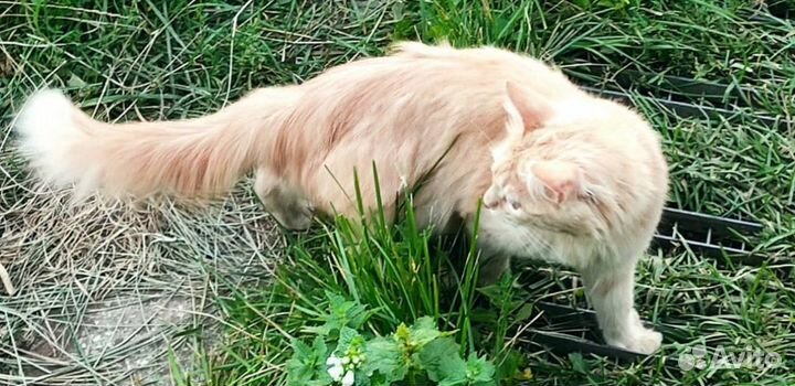 Шанс для рыжей кошки