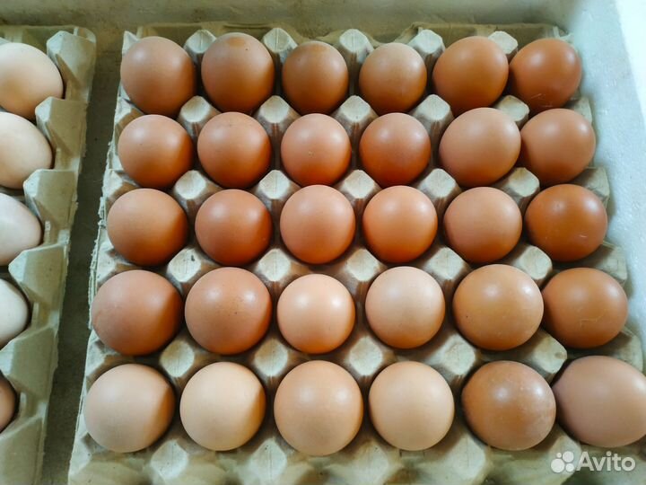 Кучинская юбилейная инкубационное яйцо