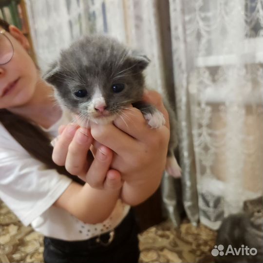 Кошки в добрые руки