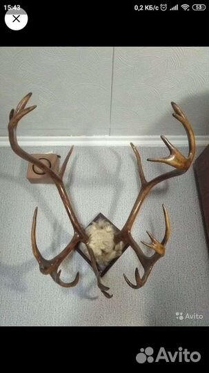 Рога оленя