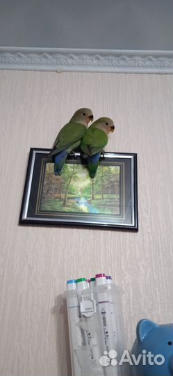 Попугай неразлучник